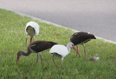 [Four ibises pick at something in the grass. Two are nearly all white while the other two do not yet have any white feathers.]